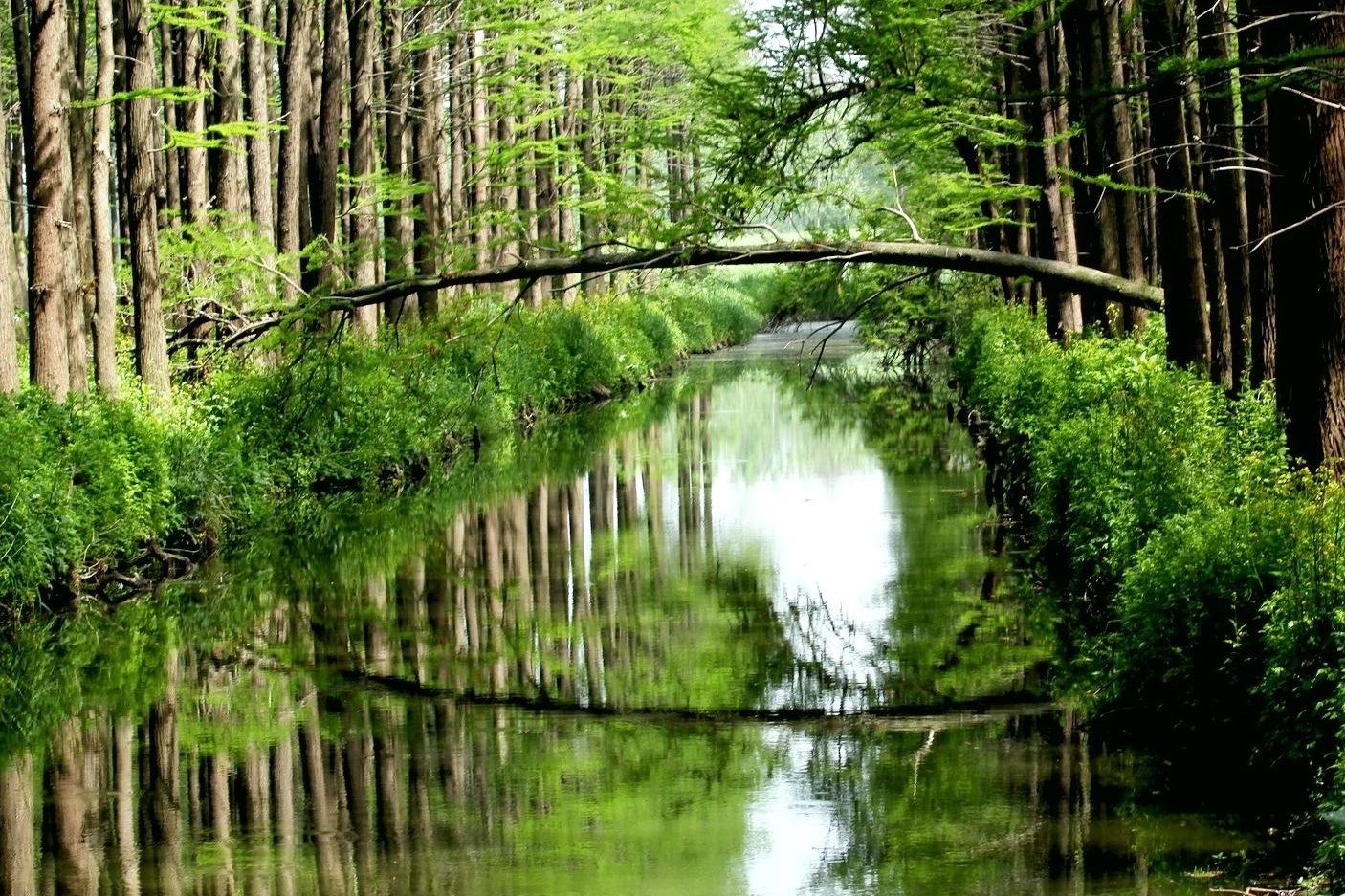 Lizhong Water Forest Park